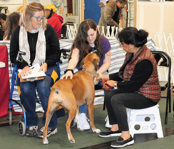 A young brown Boxer dog practices greeting a woman seated in a chair. His handler sits next to him and helps him greet politely.