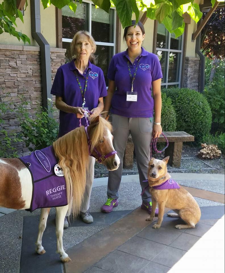 Therapist with therapy horse and dog