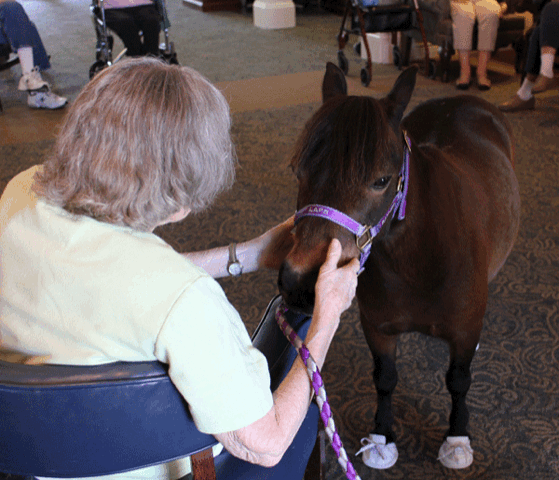 An elderly woman pets the muzzle of a brown miniature horse. The horsse is wearing a purple harness and tennis shoes. 