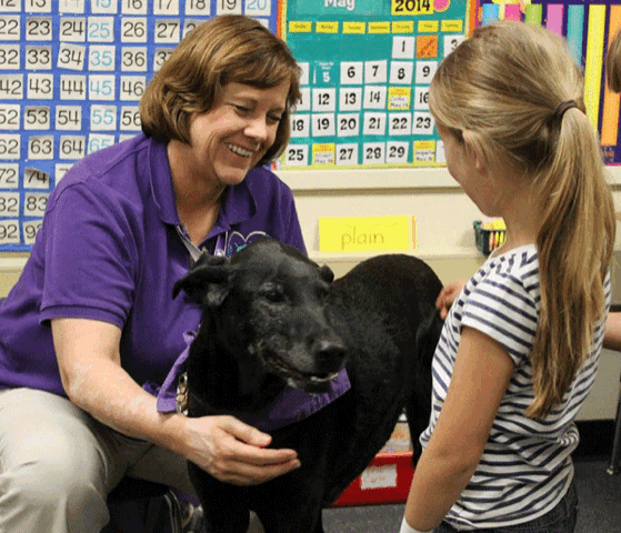 A large black Labrador and his handler help an elementary school girl learn how to safely greet a strange dog.
